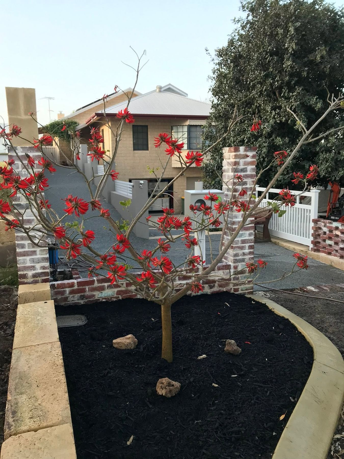 A finished front yard with a limestone kerb, mulched garden bed, coral tree and exposed-brick pillars